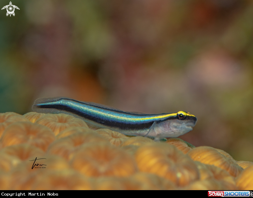 A Sharknose Goby