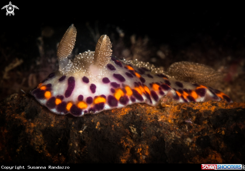 A Chromodoris naiki nudibranch
