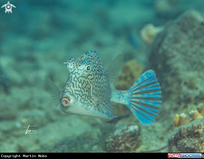 A Honeycomb Cowfish