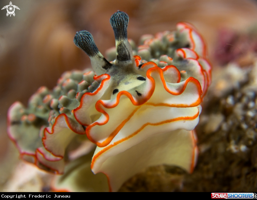 A underwater creature