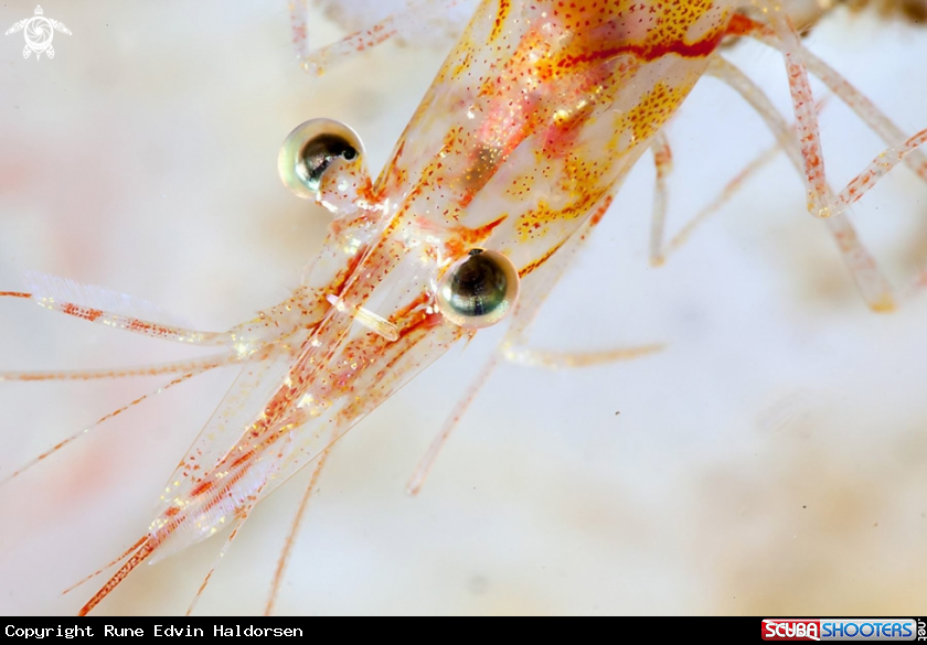 A Rockpool shrimp