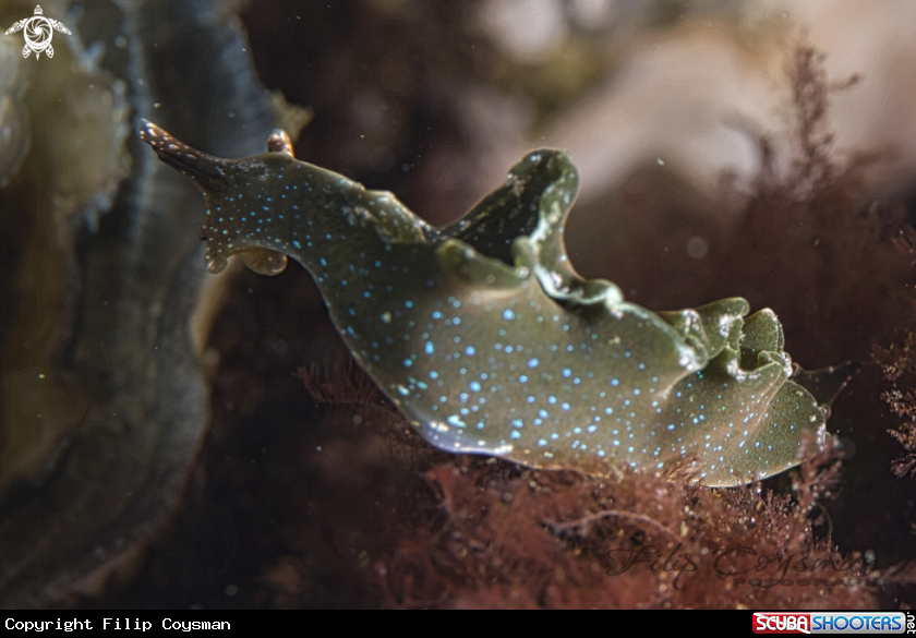 A Groene wierslak  (Elysia viridis)