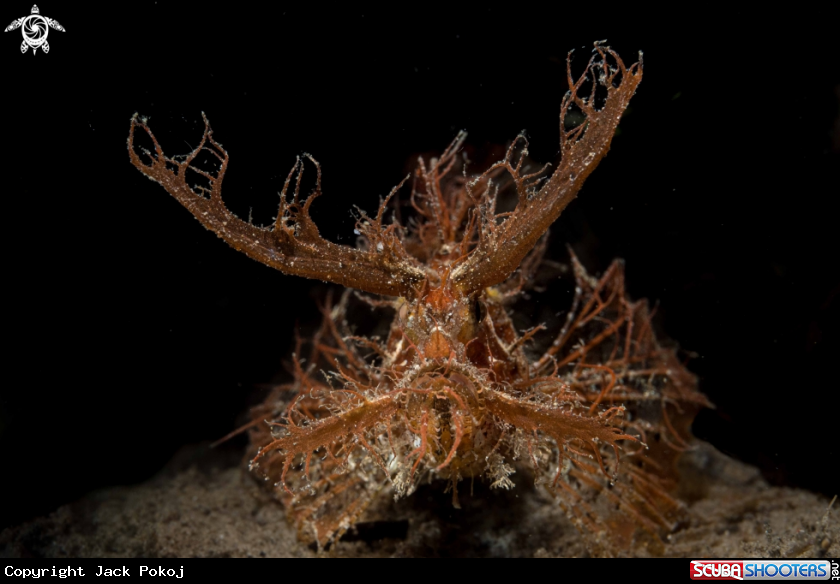 A Ambon scorpionfish