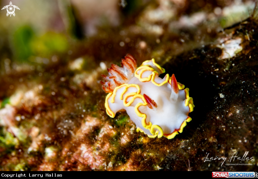 A Red-Tipped Sea Goddess