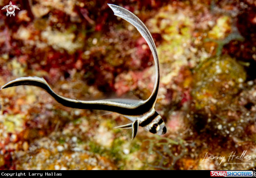 A Juvenile Spotted Drum