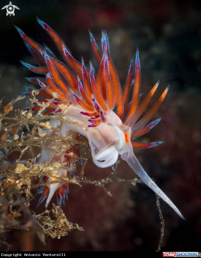 A Cratena peregrina