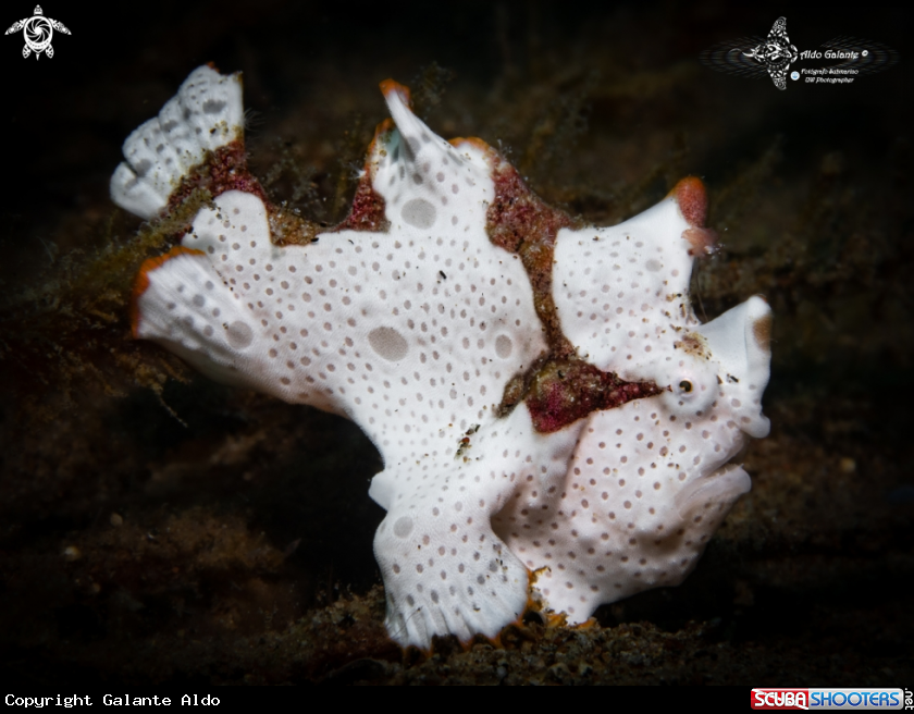 A Warty Frogfish
