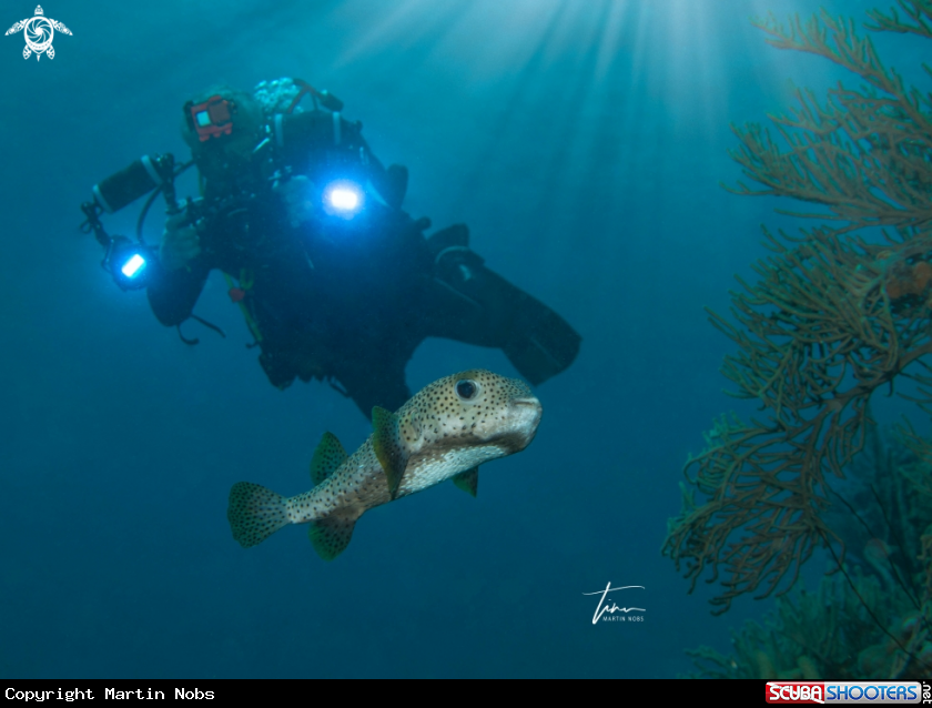 A Porcupine fish