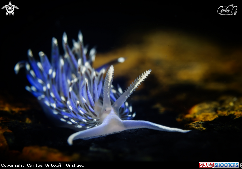 A Nudibranch