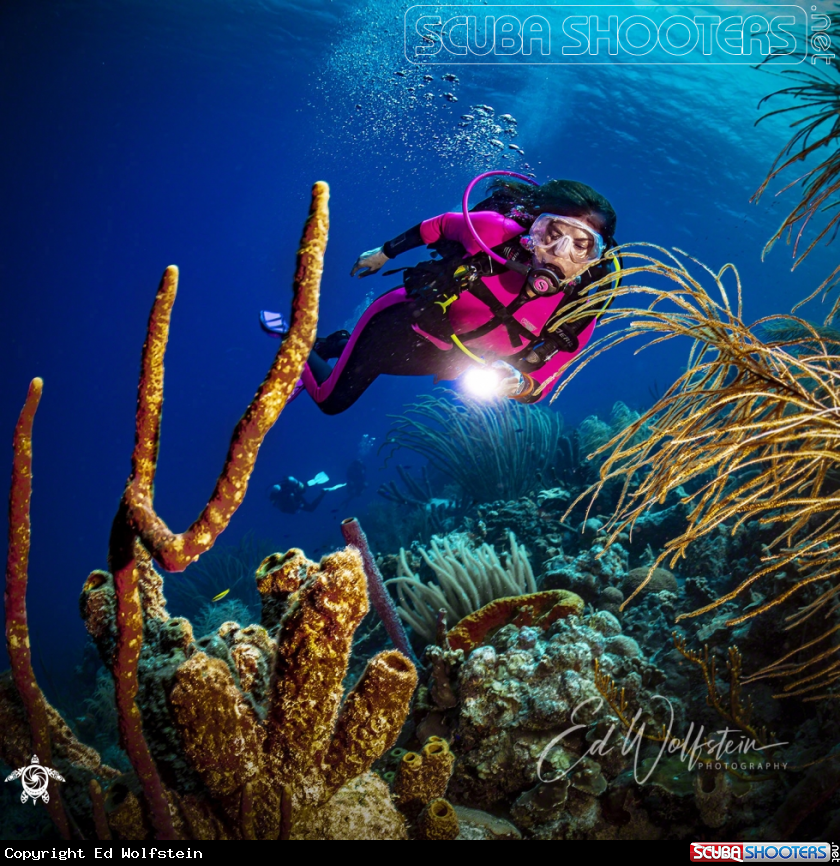 A Sponges and Coral