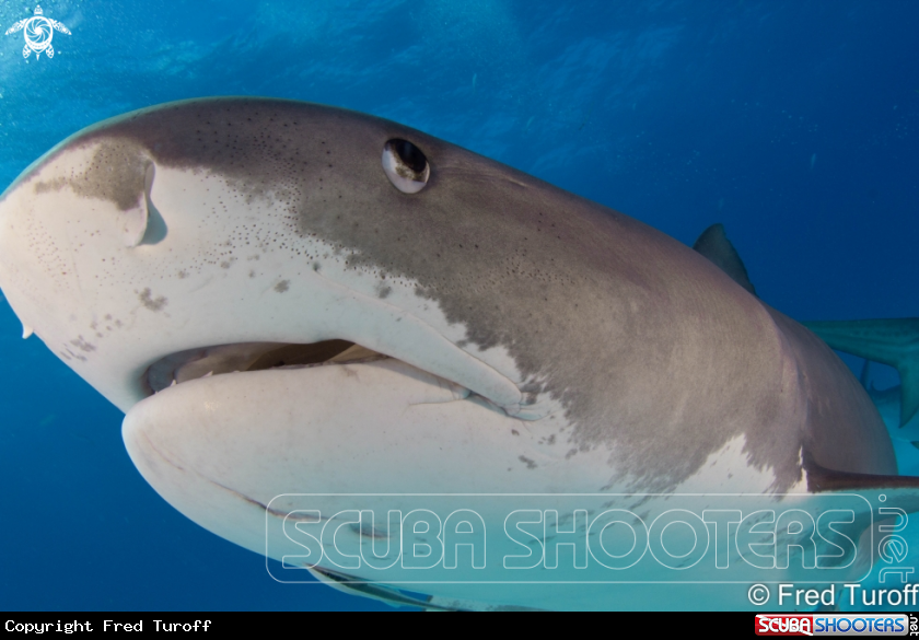 A Tiger shark