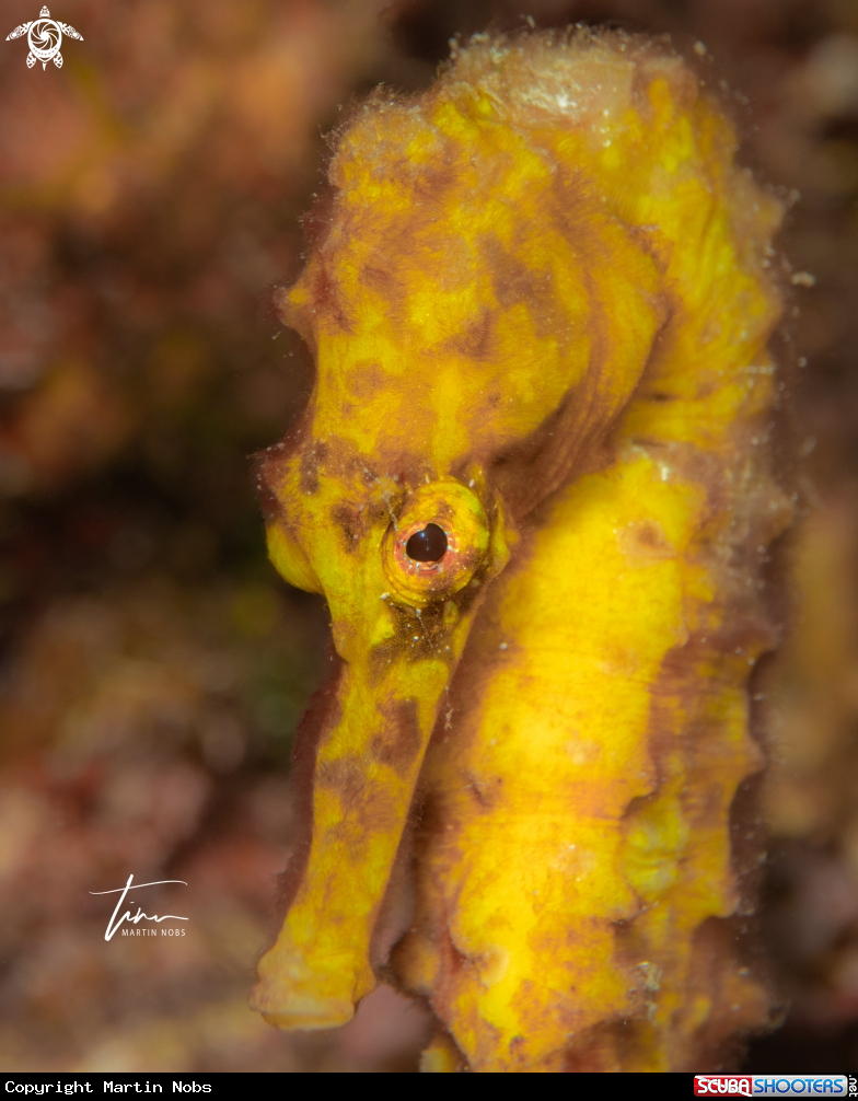 A Seahorse