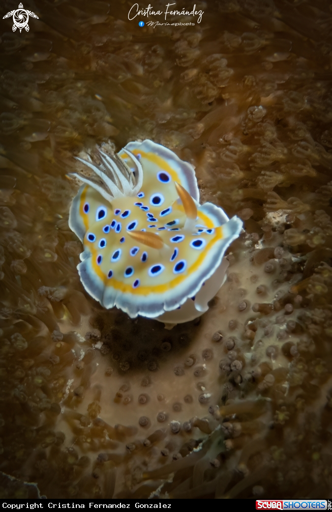 A Nudibranch