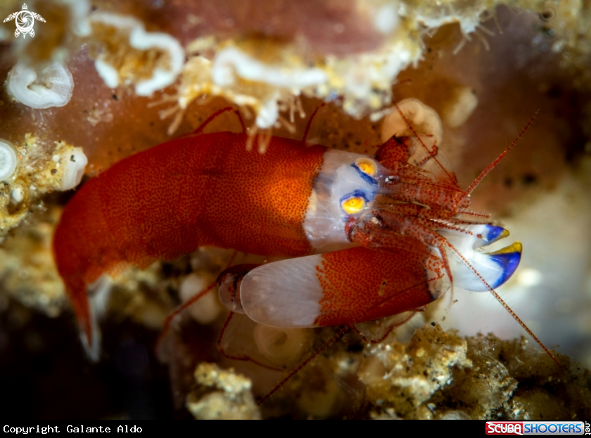 A Snapping Shrimp