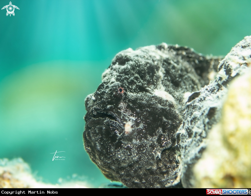 A Frogfish