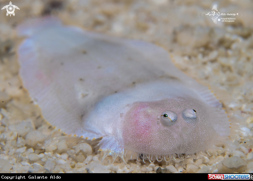 A Flat fish