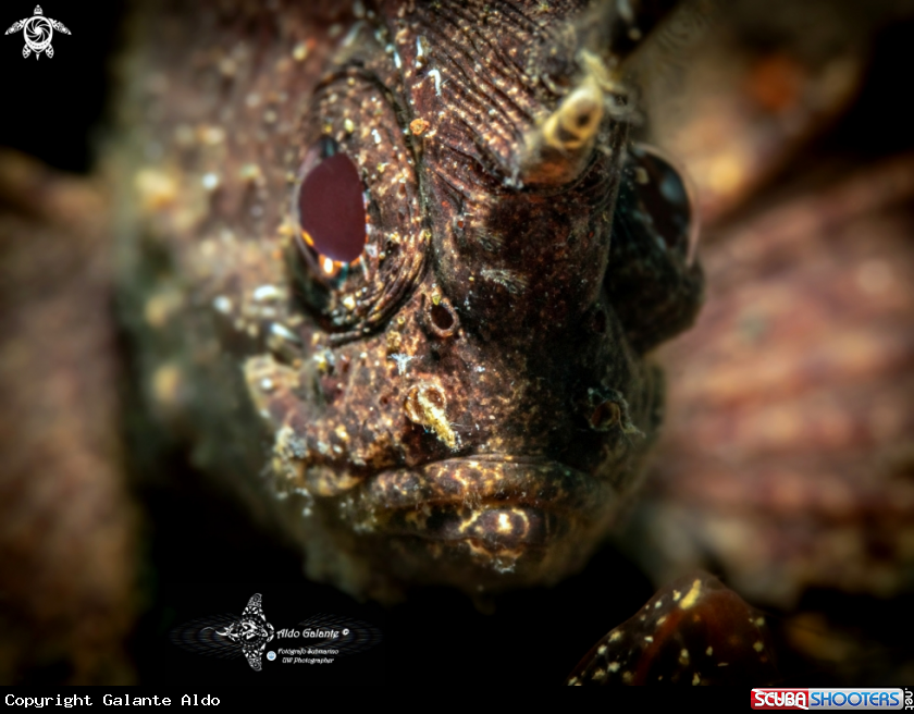 A Wasp Fish