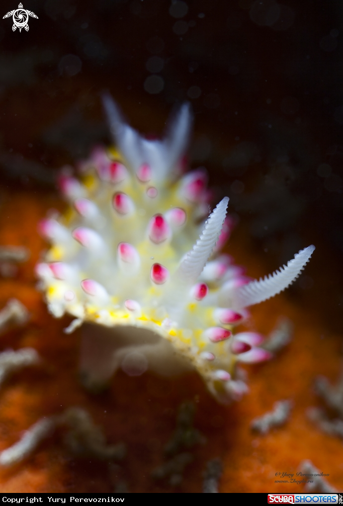 A Flower