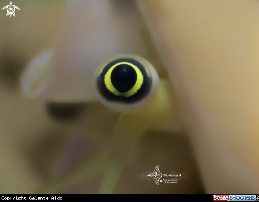A Sea Snail