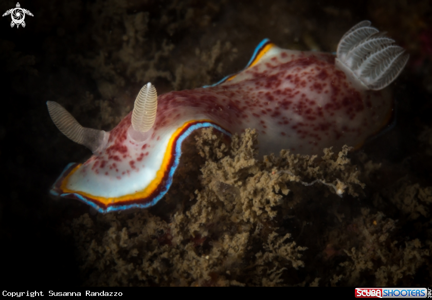 A Chromodoris trimarginata