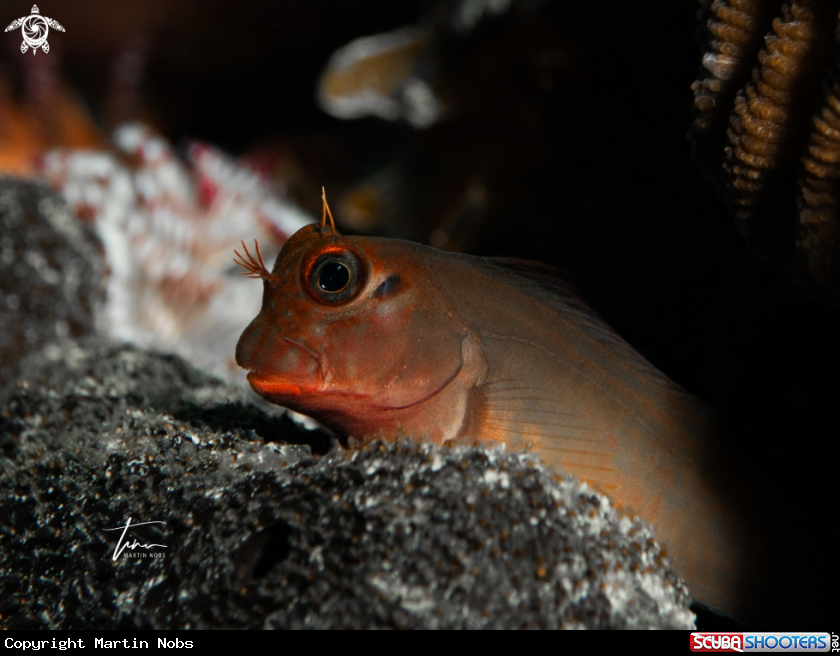 A Redlip Blennie