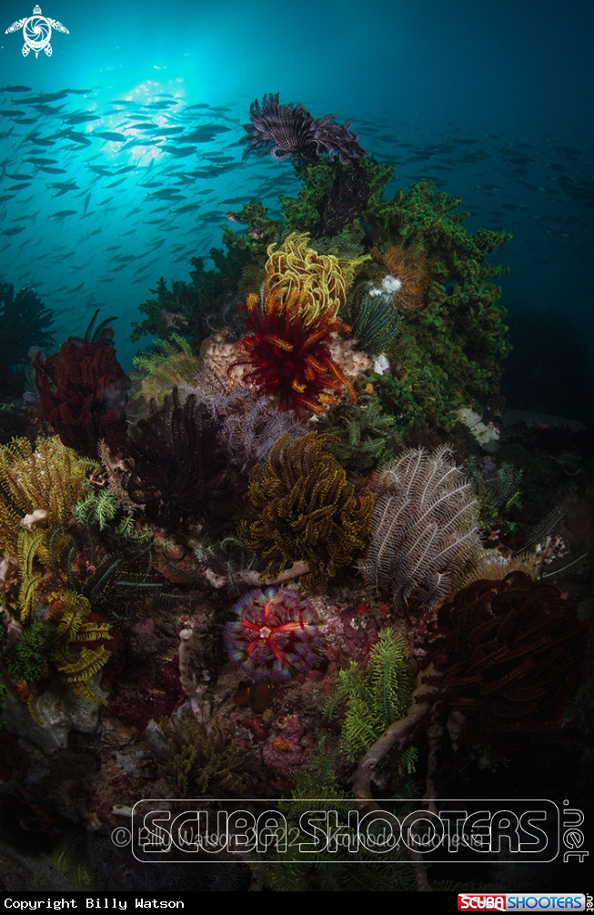A Fire Urchin, Crynoids and Green Tube Coral