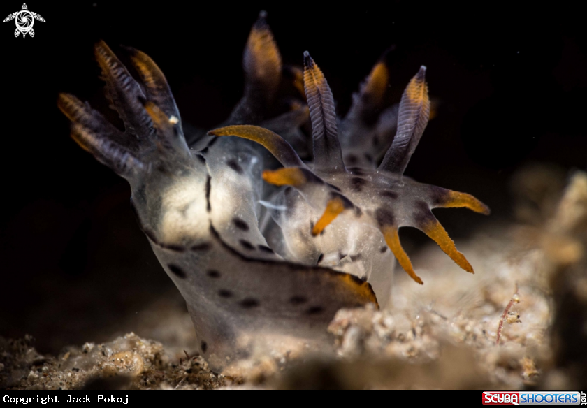 A Polycera abei