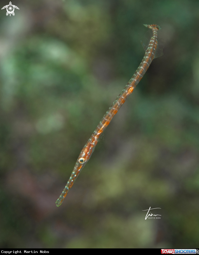 A Trumpetfish