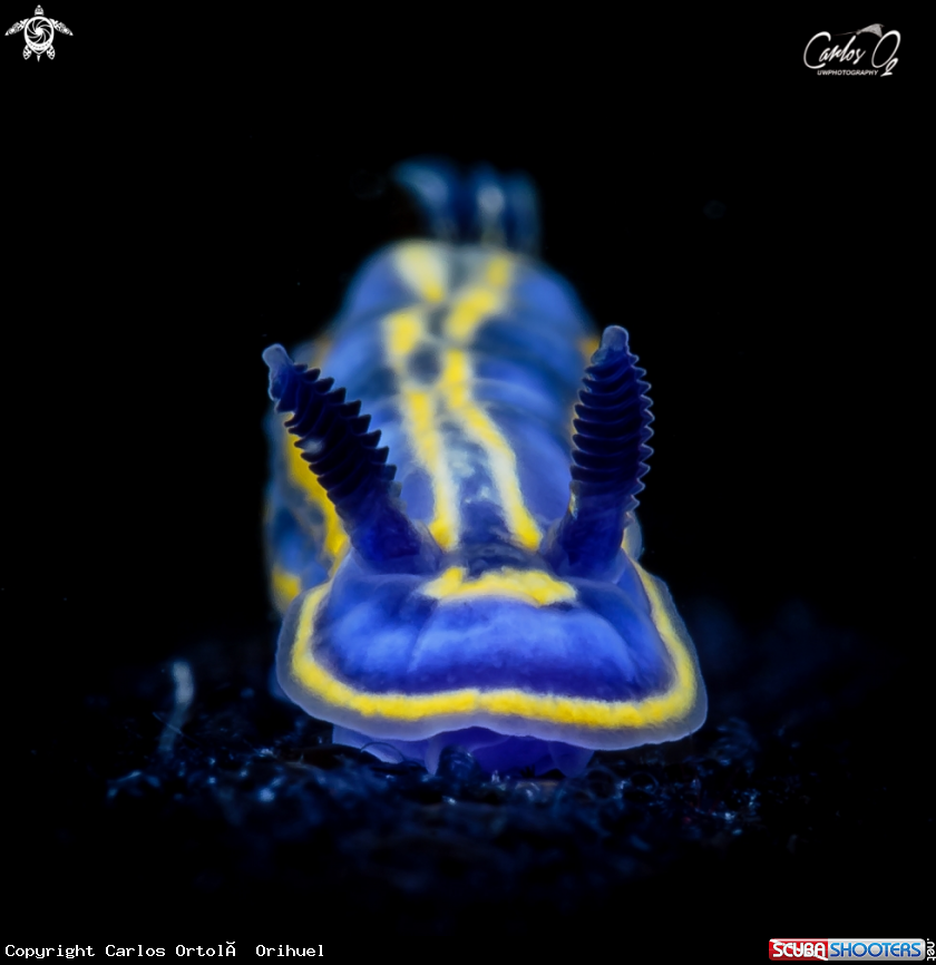 A Nudibranch