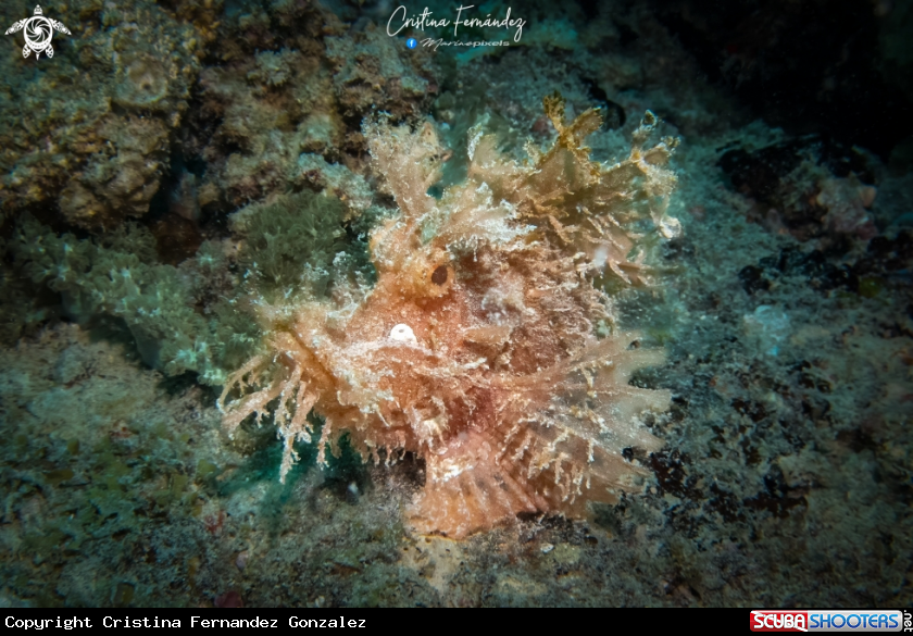 A Weedy Scorpionfish 