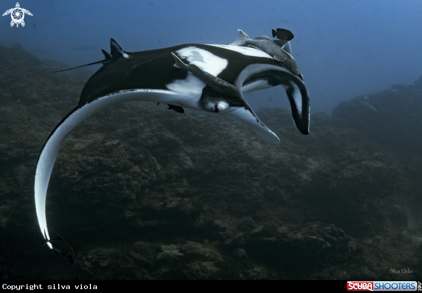 A Giant Oceanic Manta