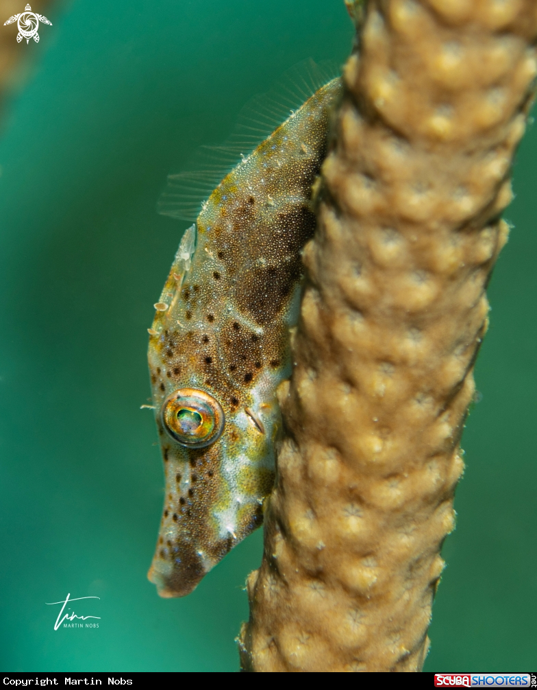 A Slender Filefish