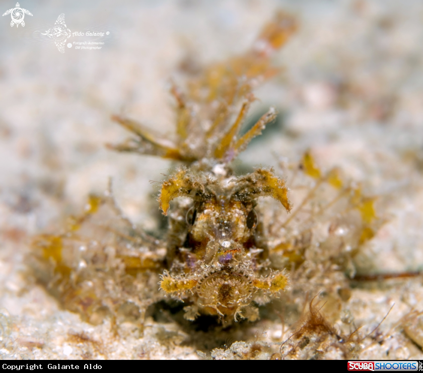 A Ambon Scorpionfish