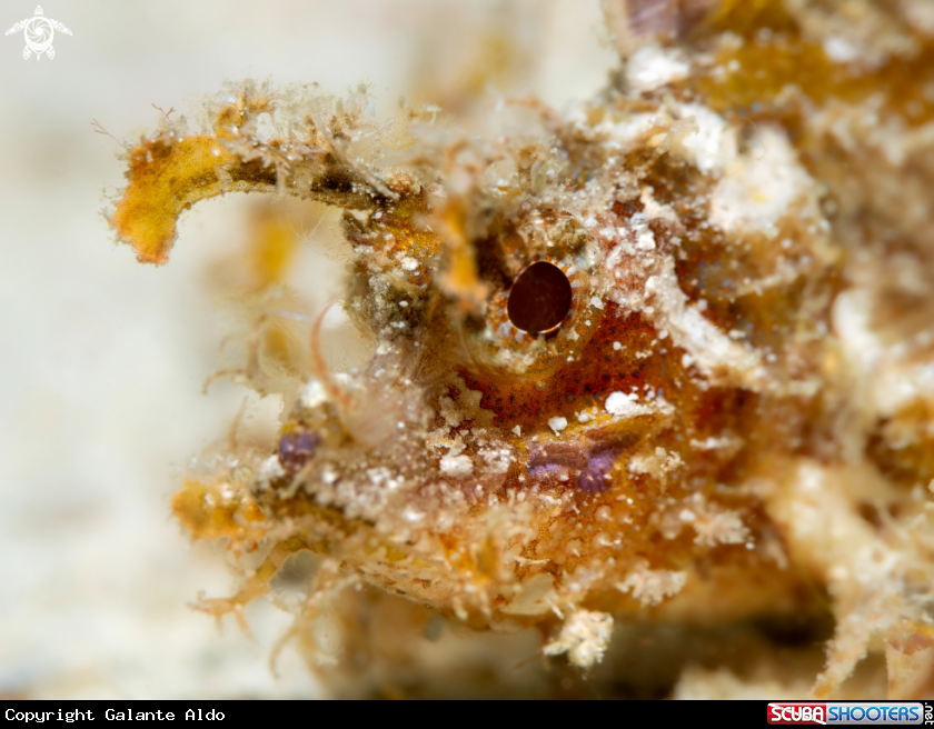 A Ambon Scorpionfish