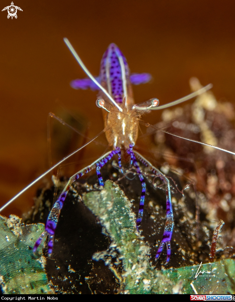A Pederson's Cleaner shrimp