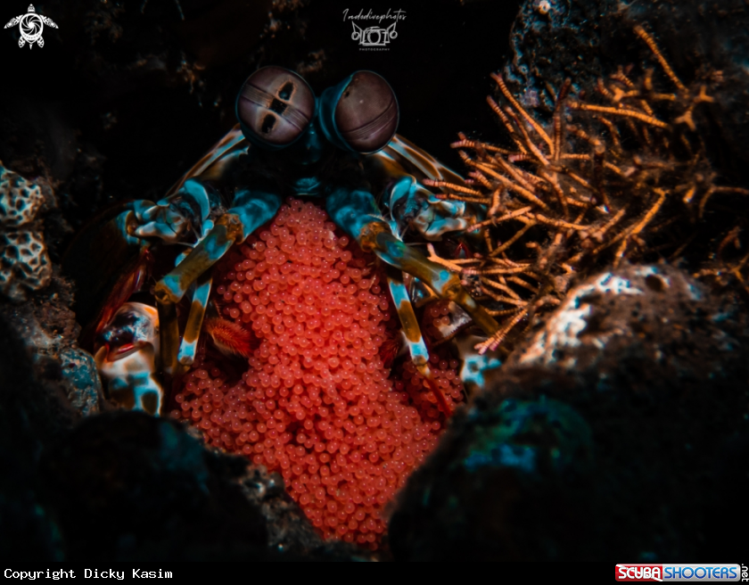 A Peacock Mantis Shrimp