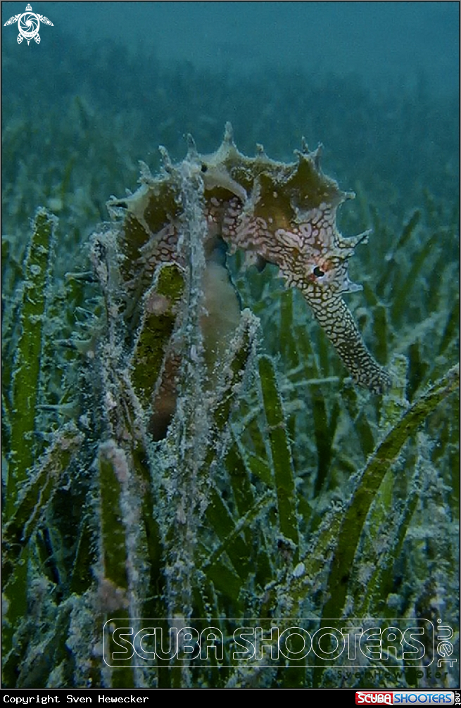 A Thorny seahorse
