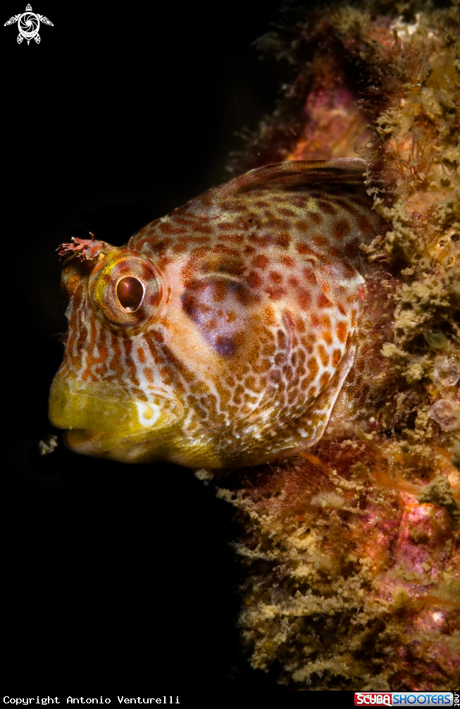 A Horned blenny