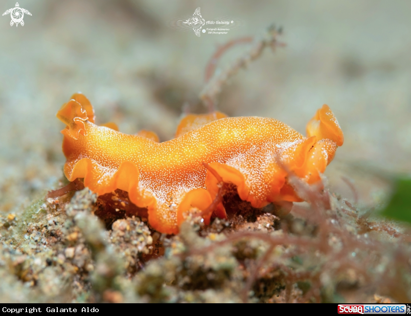 A Flatworm