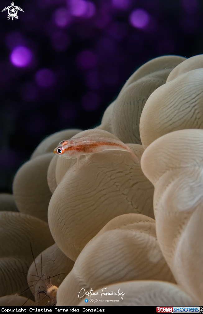 A Ghost goby