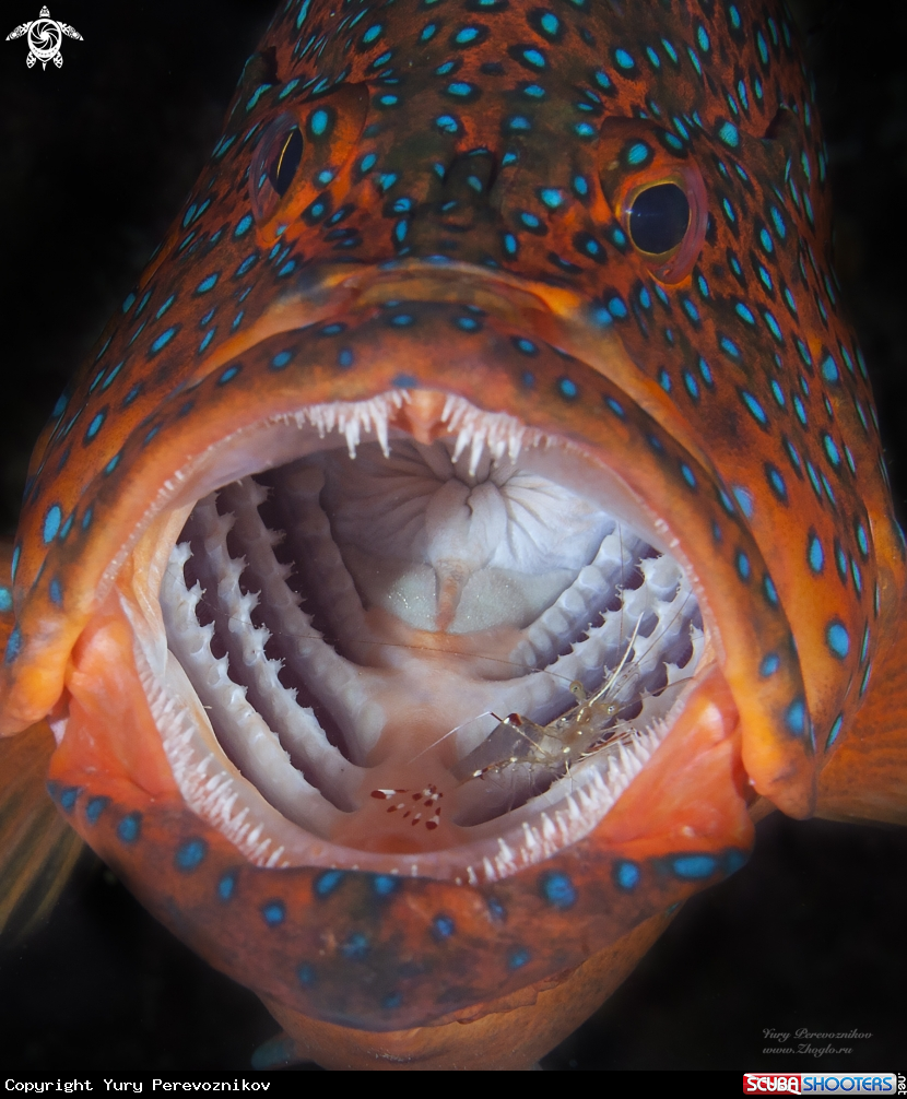 A Mouth