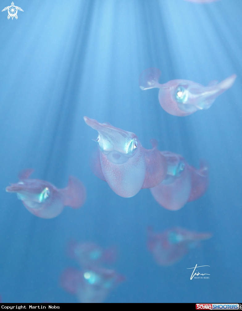 A Caribbean Reef Squid