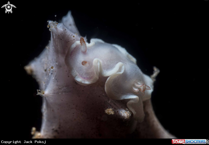 A Ardeadoris sp.