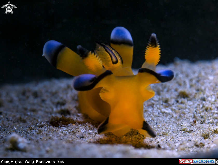 A Pikachu