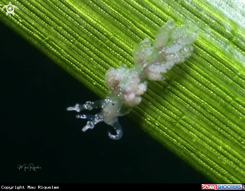 A Juvenile Long-Eared Nudibranch