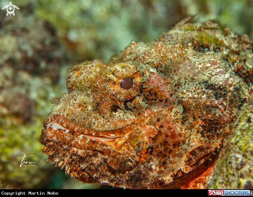 A Spotted Scorpionfish