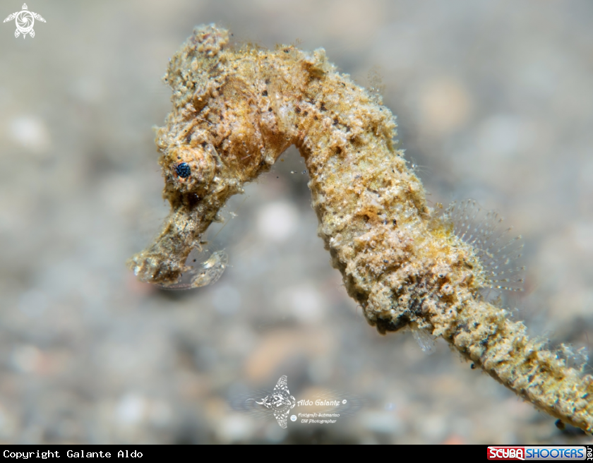 A Seahorse