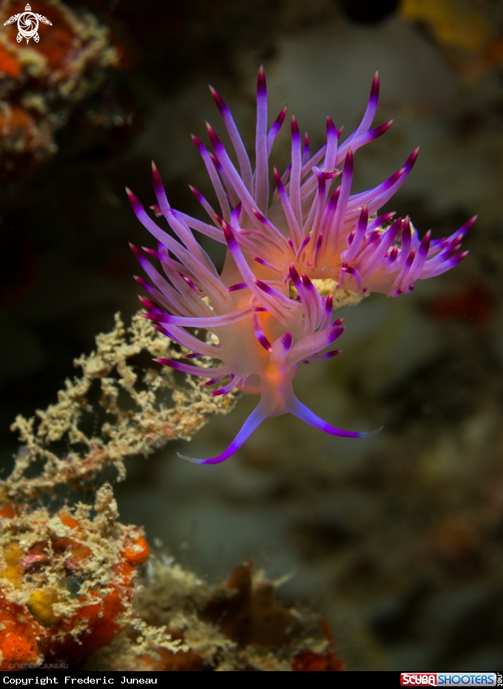 A underwater creature
