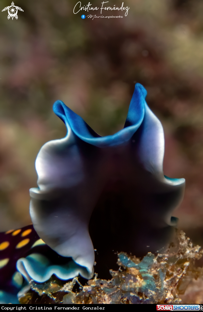 A Flatworm