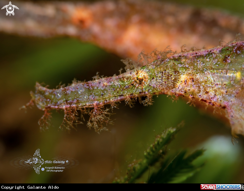 A Robust Ghost Pipefish